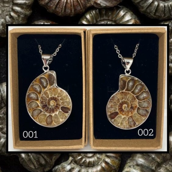 Fossil ammonite pendant necklace