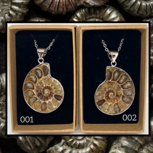 Fossil ammonite pendant necklace
