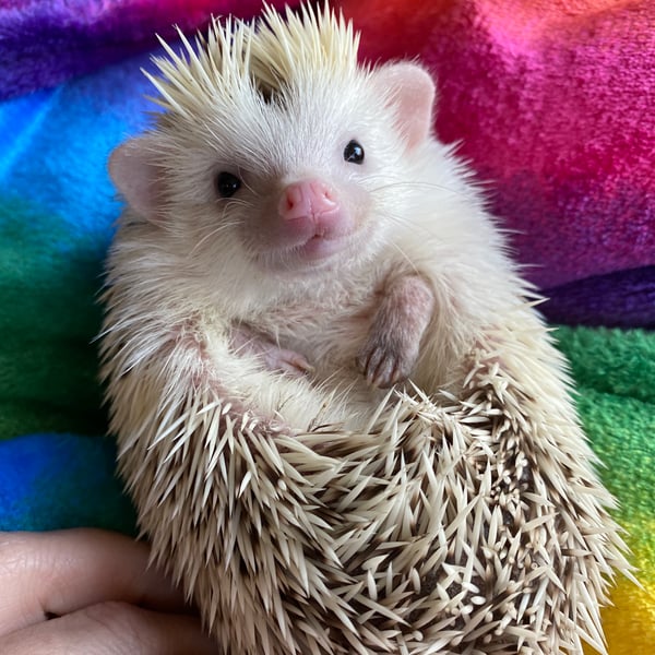 Rainbow cuddle fleece handling blankets for hedgehogs and small pets.