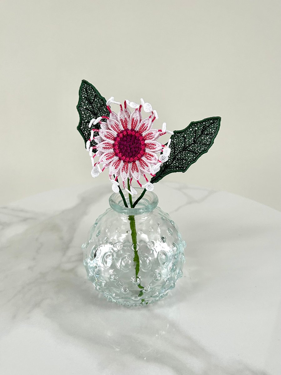 African Daisy in a mini Glass case