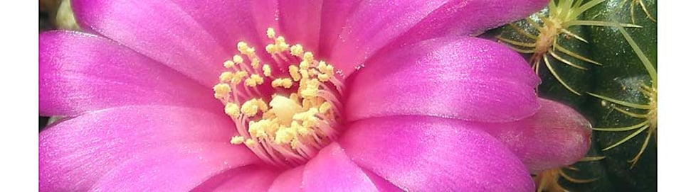 Earth, Wood and Fire