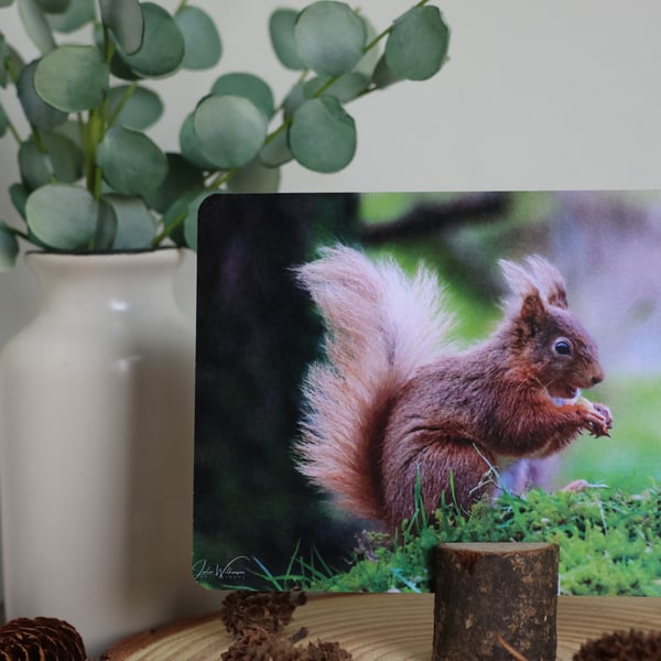 Red Squirrel - Wildlife Postcard