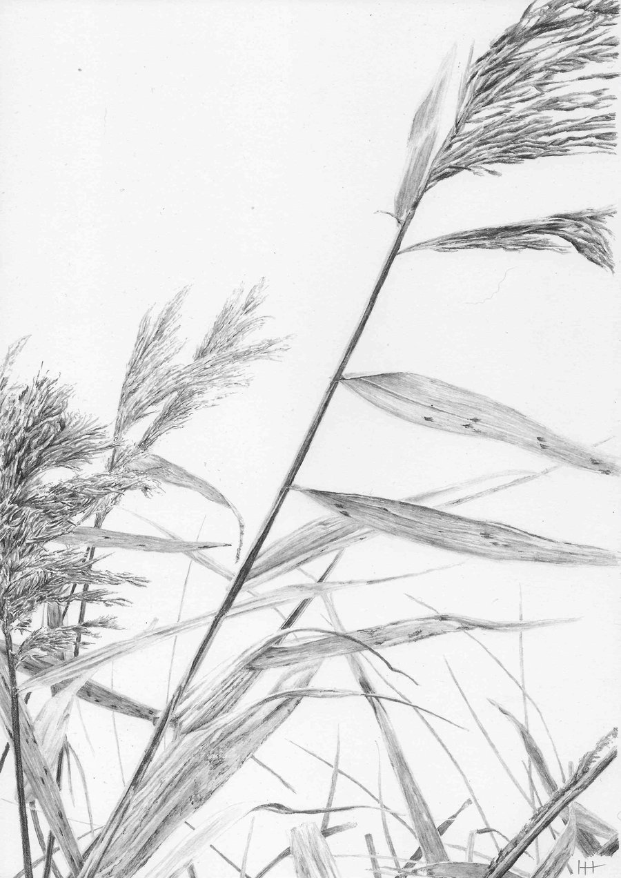 Reeds II Original Drawing