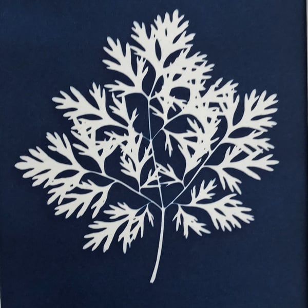 Coriander Leaf Botanical Cyanotype Art , part of a Collection of Herbs.