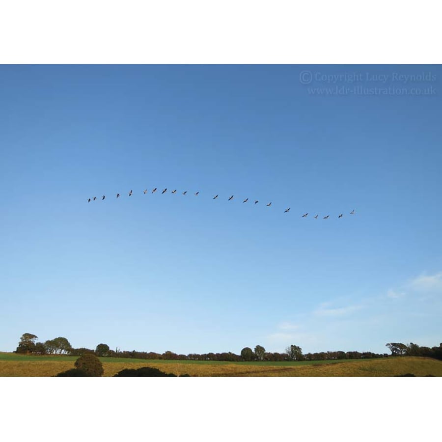 Geese In Flight Print