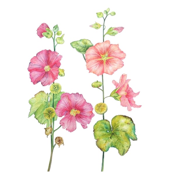 Pink and Red Hollyhock Garden Flower Watercolour Original Painting