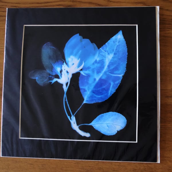 Blossom Print from Original Photogram - Black mount to fit 12 inch square frame
