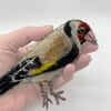 Goldie Goldfinch Accessory 