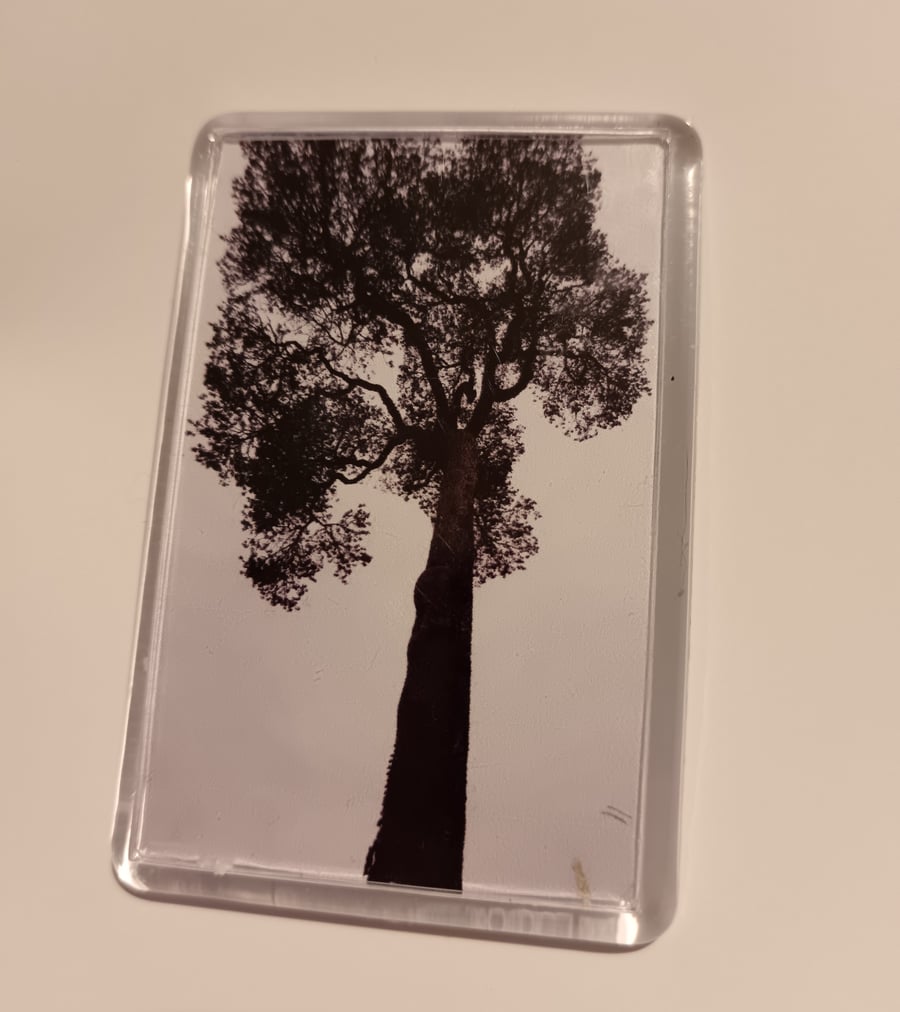 Black and white sepia tree photography fridge magnet 