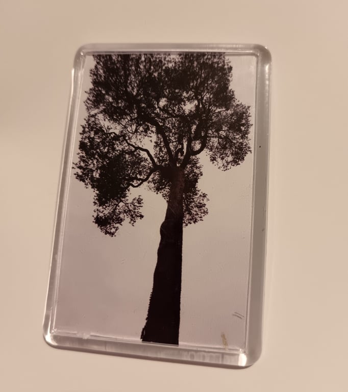 Black and white sepia tree photography fridge magnet 