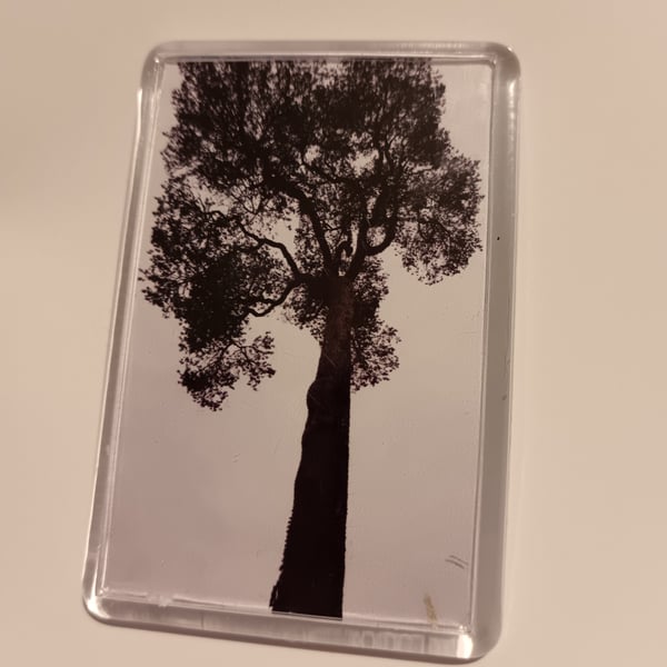 Black and white sepia tree photography fridge magnet 