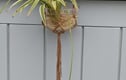 Macramé Hanging Basket Plant Pot Holders