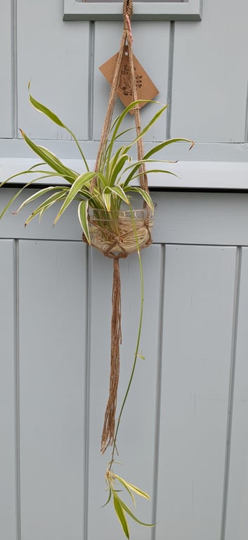 Macramé Plant Pot Holder Hanging Basket