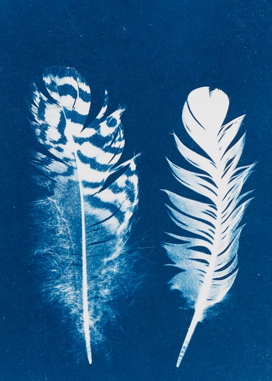 Two Feathers Cyanotype Card