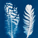 Two Feathers Cyanotype Card