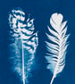 Two Feathers Cyanotype Card