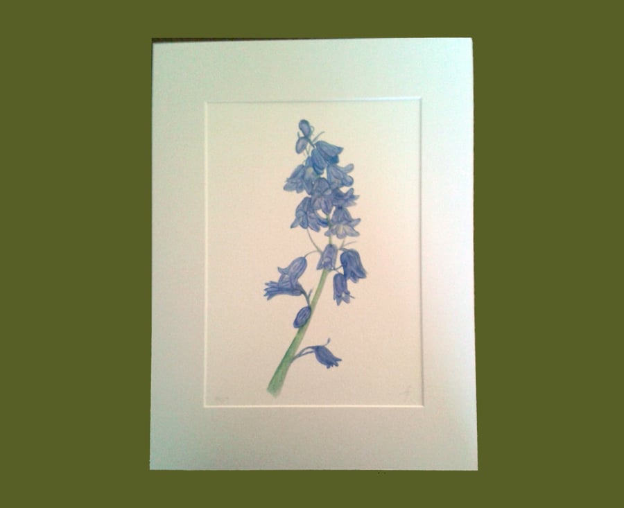 Bluebells spring woodland flower limited edition giclee print