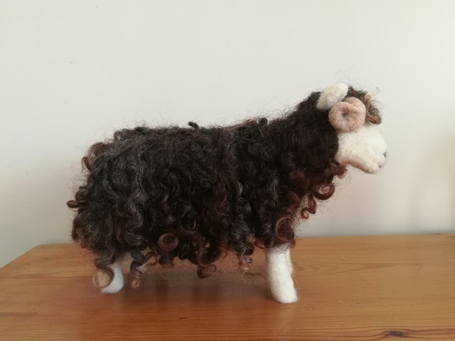 Herdwick Sheep 