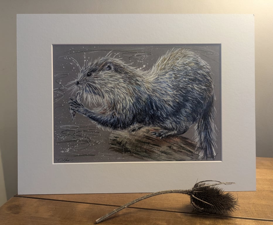 Otter, an A4 or A3 print of an original drawing