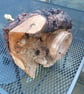 BURR OAK TABLE LAMP, UNUSUAL LIGHTING PIECE - Image 2