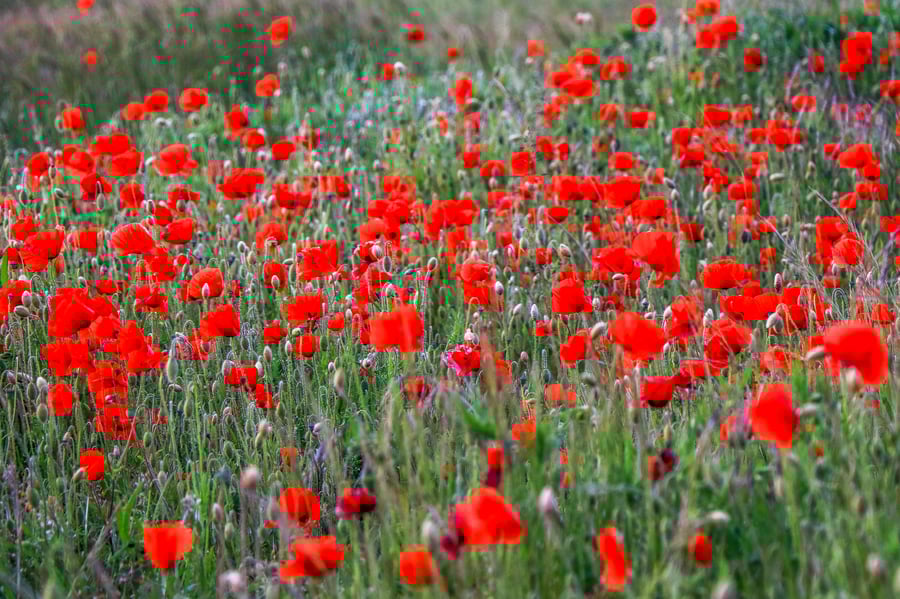Floral Greeting Card - Poppy Photography - Blank Inside
