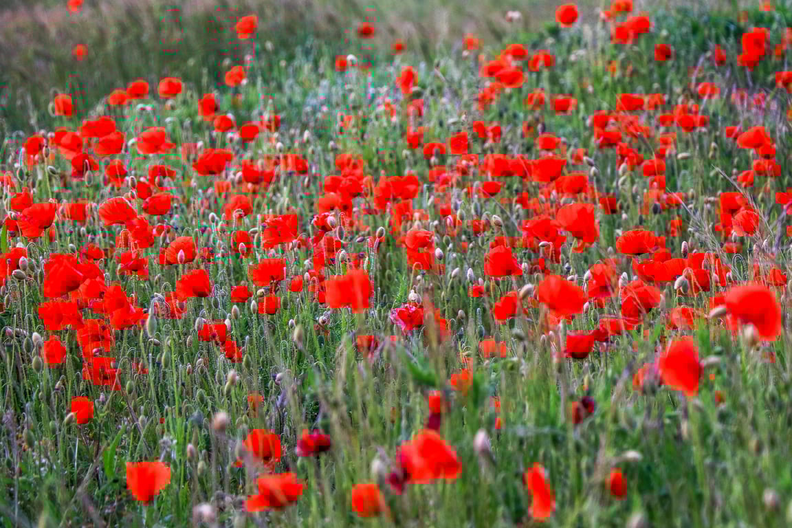 Floral Greeting Card - Poppy Photography - Blank Inside