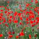 Floral Greeting Card - Poppy Photography - Blank Inside
