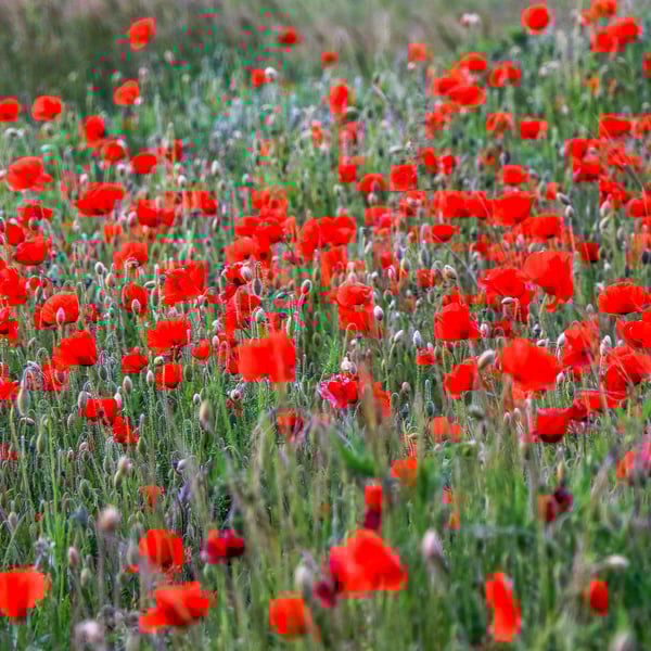 Floral Greeting Card - Poppy Photography - Blank Inside