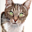 Custom Pet Portrait Painting - One Subject - Medium (12" x 8" approx)