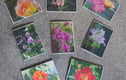 Greetings Cards featuring Flowers