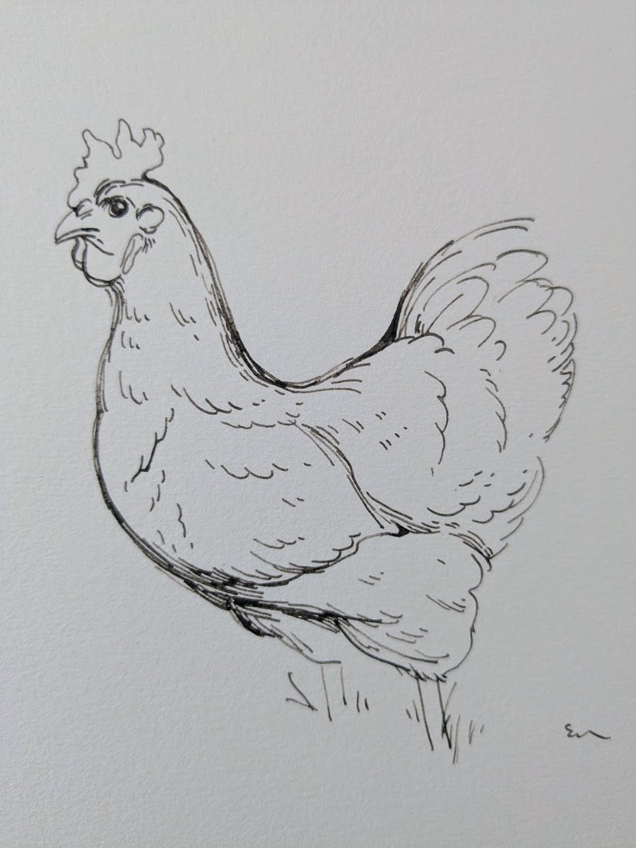 Chicken Sketchbook Page Ink Drawing