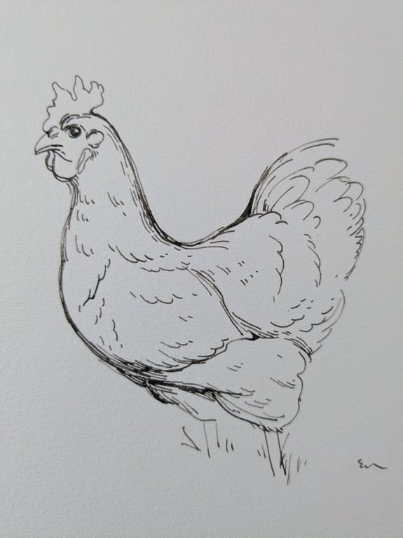 Chicken Sketchbook Page Ink Drawing