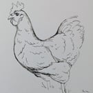 Chicken Sketchbook Page Ink Drawing