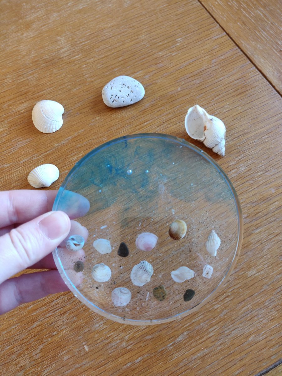 Seashell Resin Coaster for Beach Lovers, Beach House Decor, Ocean Inspired Handm