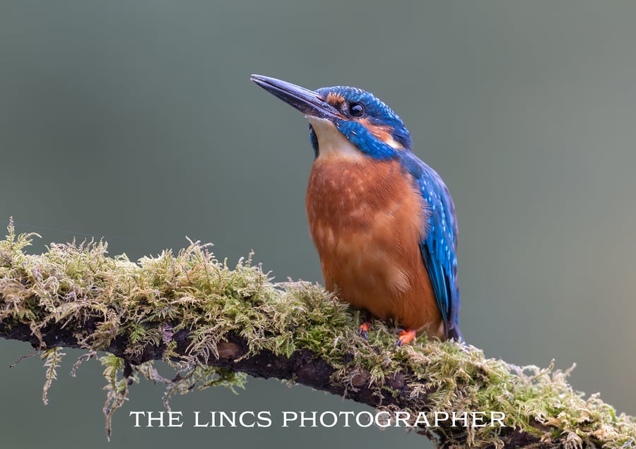 Kingfisher print (Limited edition of 10)