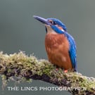 Kingfisher print (Limited edition of 10)