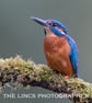 Kingfisher print (Limited edition of 10)