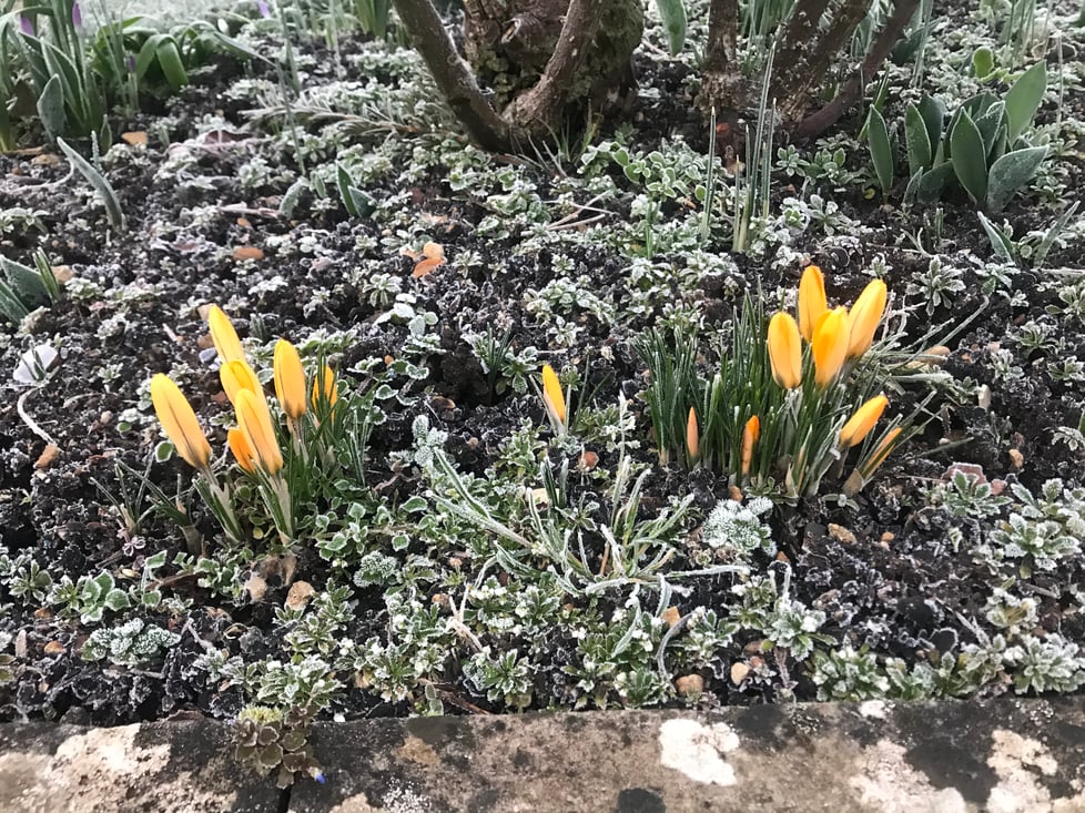 Antler Wearables - Aromatherapy diffuser bracelets