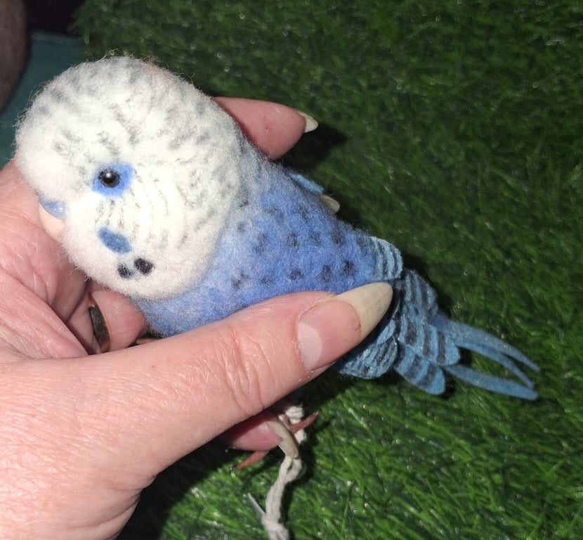 Needle Felted Budgie  Handmade Wool Bird Ornament