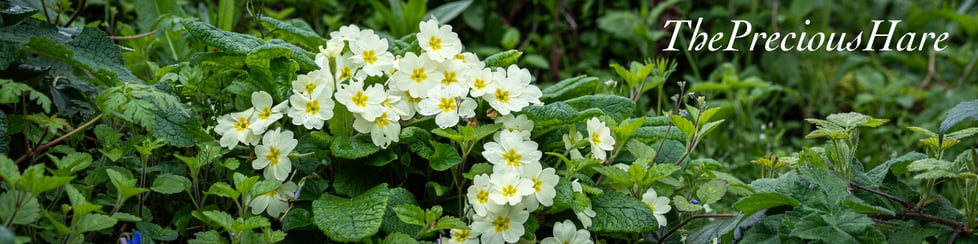 ThePreciousHare