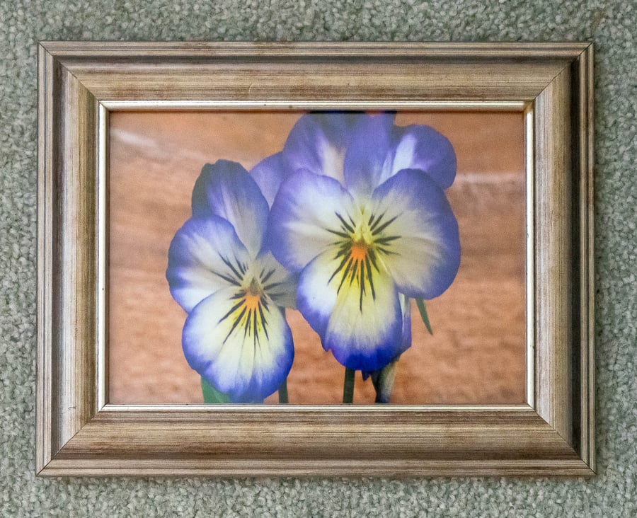 Viola Flowers - Original Photo in Gold Frame 