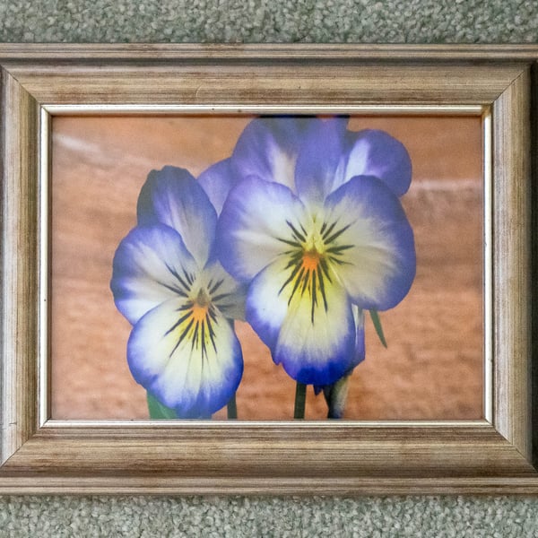 Viola Flowers - Original Photo in Gold Frame 