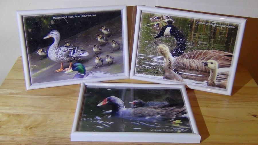 Mixed waterfowl with their young