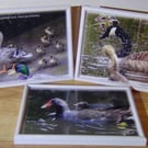 Mixed waterfowl with their young