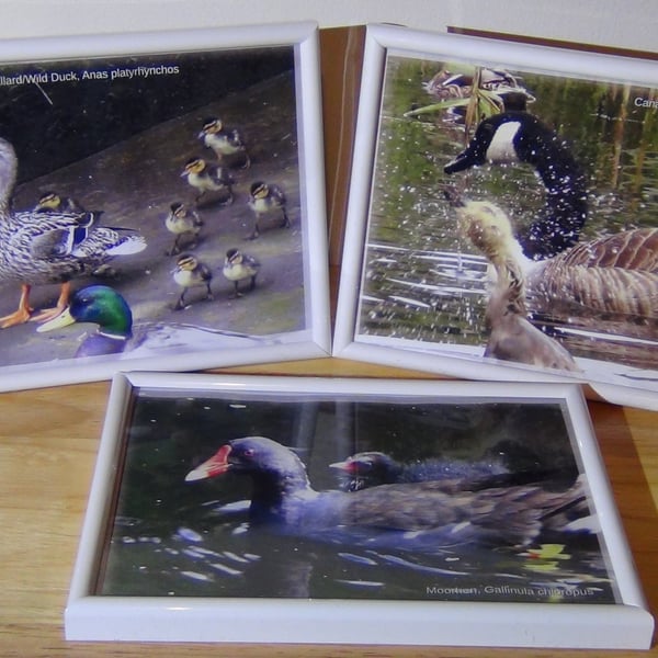 Mixed waterfowl with their young