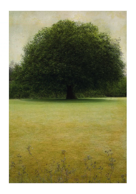 Abstract Fine-Art Tree Print A4 and A3 Sizes