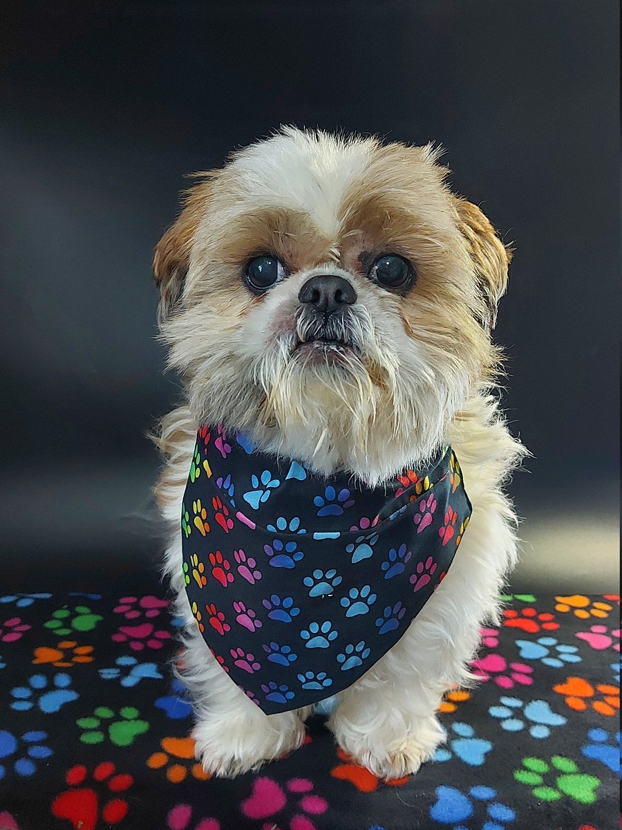 Handmade Dog Bandana Paw print fabric bandana for puppy, dog Personalised dog ne