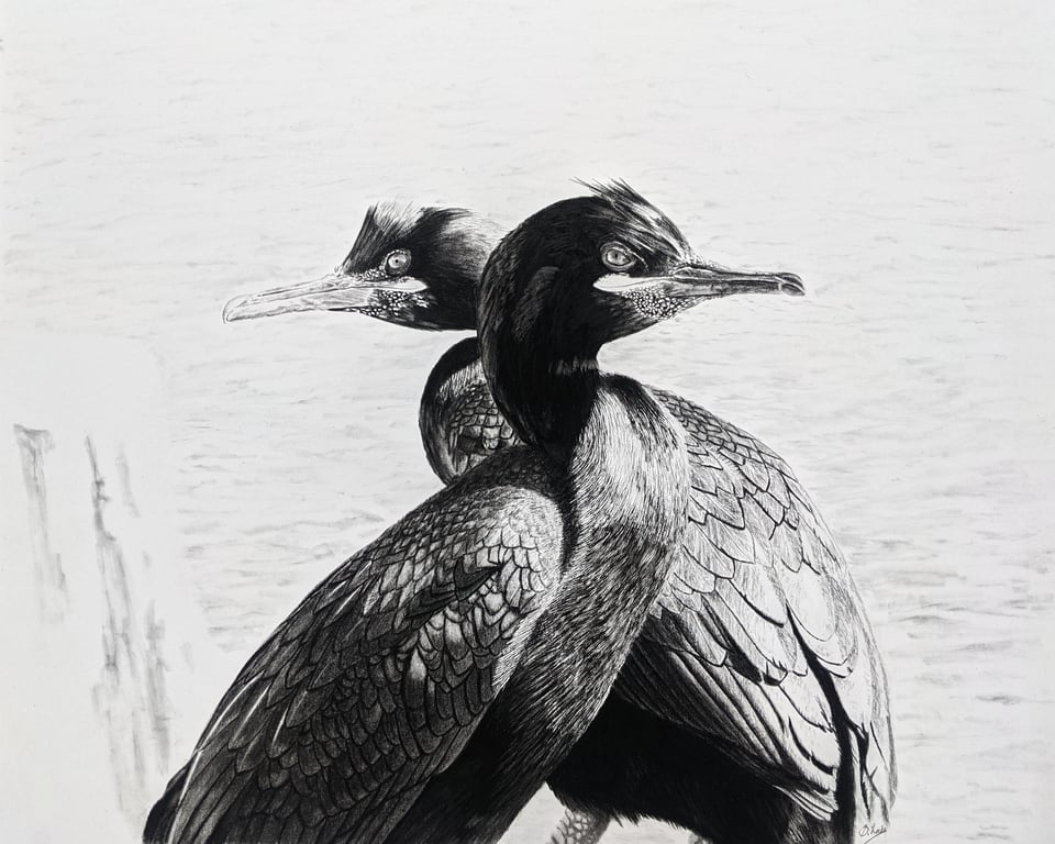 Original Wildlife Art – Nesting European Shags in Black and White
