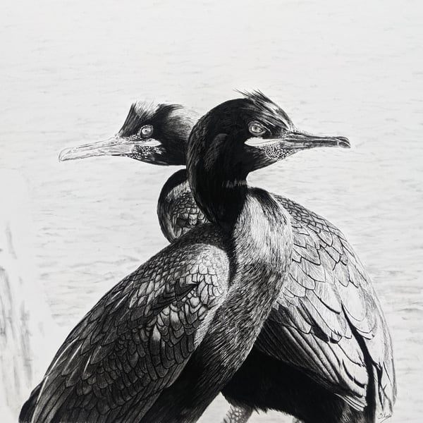 Original Wildlife Art – Nesting European Shags in Black and White