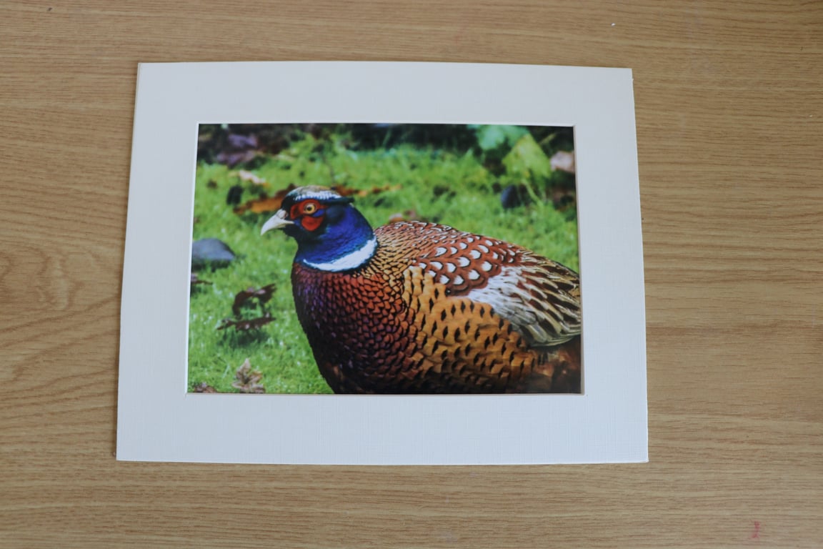British Birds Photography - Male Pheasant -  Mounted Photograph.